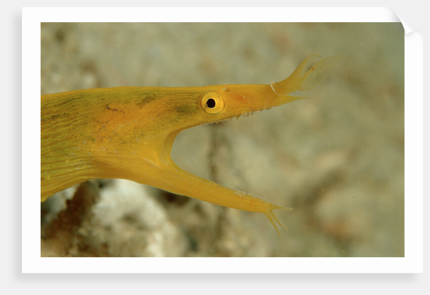 Yellow Ribbon Eel (Rhinomuraena quaesita) Rhinomuraena quaesita by Anonymous