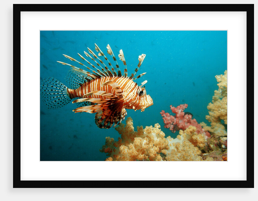 Lionfish or Turkeyfish (Pterois volitans), Indian Ocean, Andaman Sea. by Anonymous