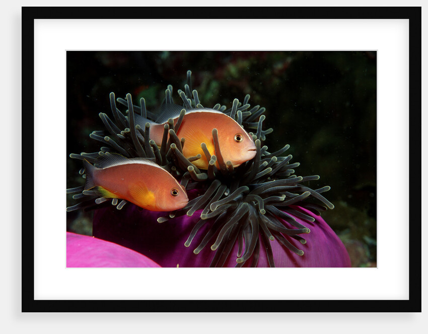 Skunk Anemonefishes (Amphiprion sandaracinos) in a Sea Anemone, Indian Ocean, Andaman Sea. by Anonymous