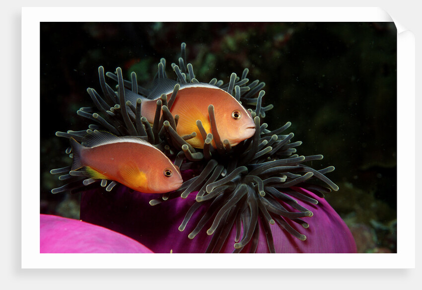 Skunk Anemonefishes (Amphiprion sandaracinos) in a Sea Anemone, Indian Ocean, Andaman Sea. by Anonymous