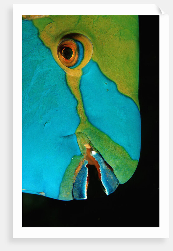 Close-up of a Greentroat Parrotfish head by Anonymous