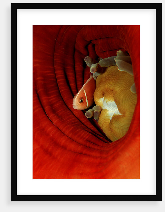 Pink Anemonefish (Amphiprion perideraion) deep in a Sea Anemone, Pacific Ocean. by Anonymous