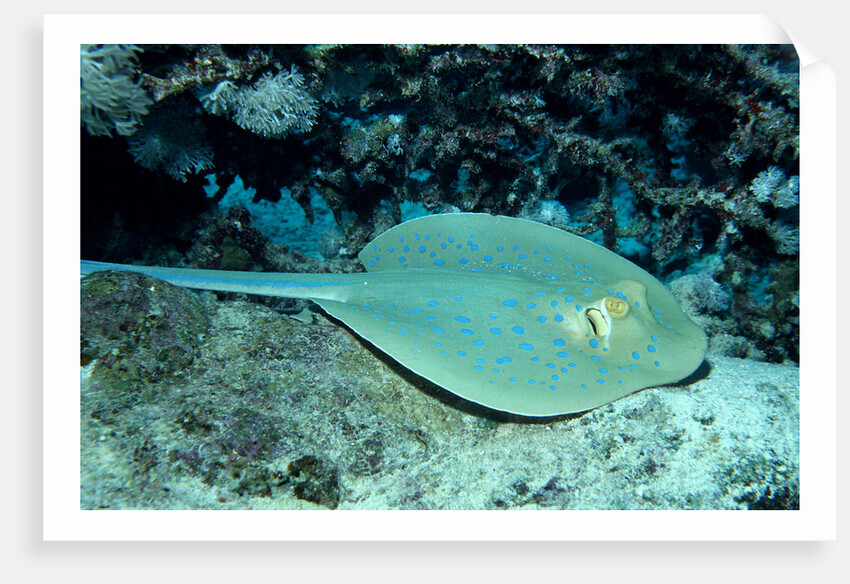 Blue-spotted Ribbontail Ray (Taeniura lymma), Red Sea. by Anonymous