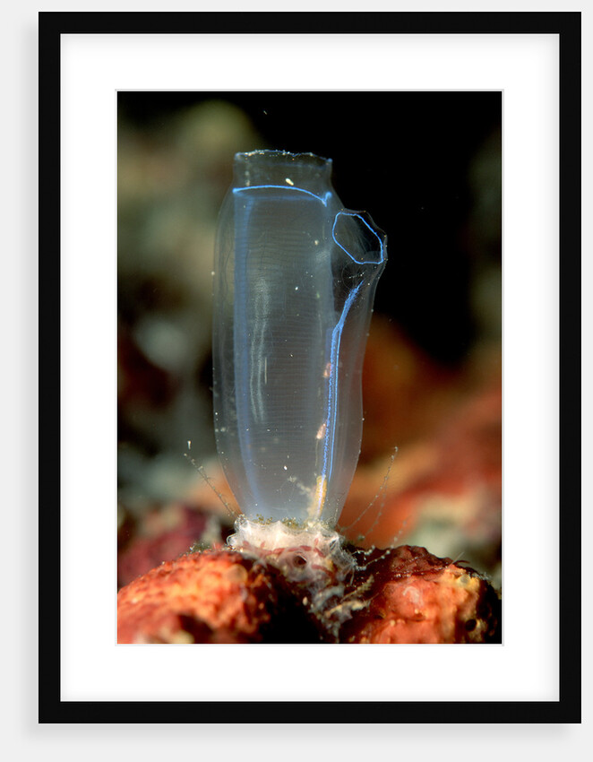 Sea Squirt Tunicate (Ascidia), Komodo National Park, Indian Ocean. by Anonymous