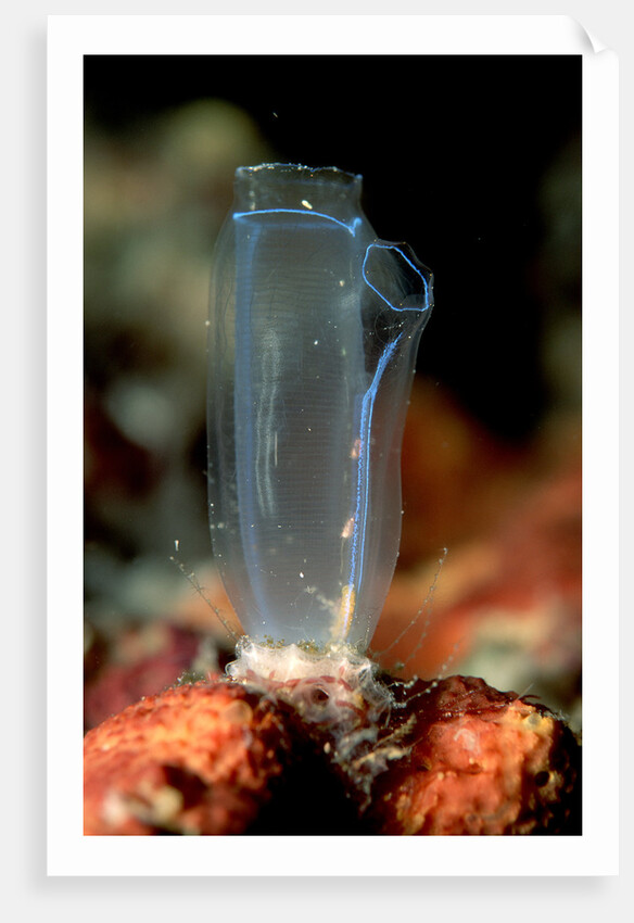 Sea Squirt Tunicate (Ascidia), Komodo National Park, Indian Ocean. by Anonymous