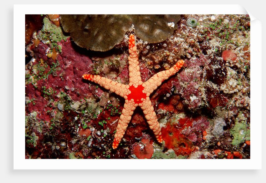Red-mesh Starfish (Fromia monilis), Indian Ocean. by Anonymous