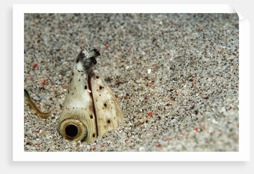 Dark-shouldered Snake Eel head in the sandy ocean floor by Anonymous