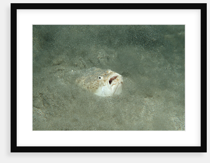 Marbled Stargazer (Uranoscopus bicinctus), Komodo National Park, Indian Ocean. by Anonymous