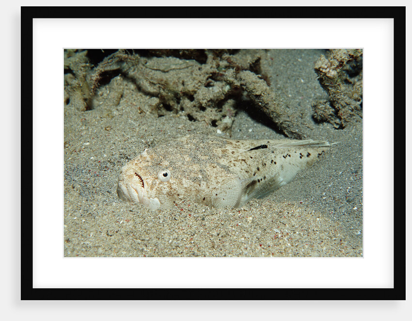 Marbled Stargazer (Uranoscopus bicinctus), Komodo National Park, Indian Ocean. by Anonymous