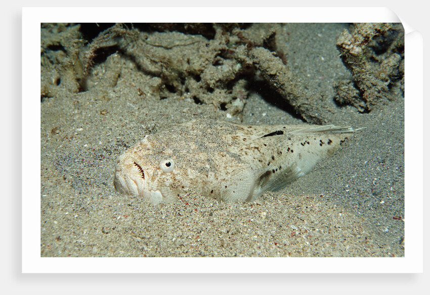 Marbled Stargazer (Uranoscopus bicinctus), Komodo National Park, Indian Ocean. by Anonymous