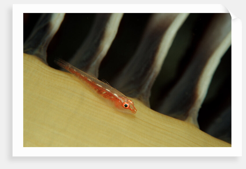 Common Ghost Goby on a Sea Pen. (Pleurosicya mossambica) Komodo National Park, Indian Ocean by Anonymous