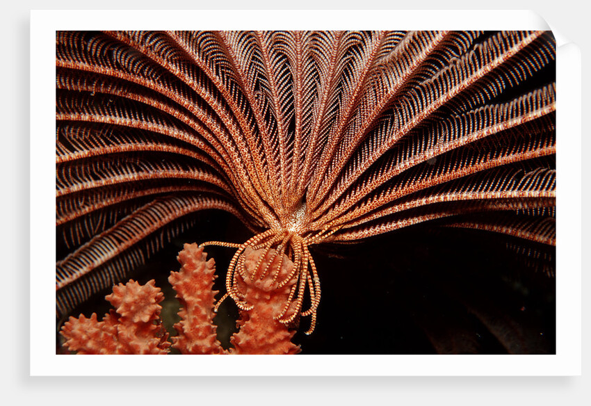 Crevice Crinoid (Comanthus parvicirrus), Pacific Ocean, Panglao Island. by Anonymous