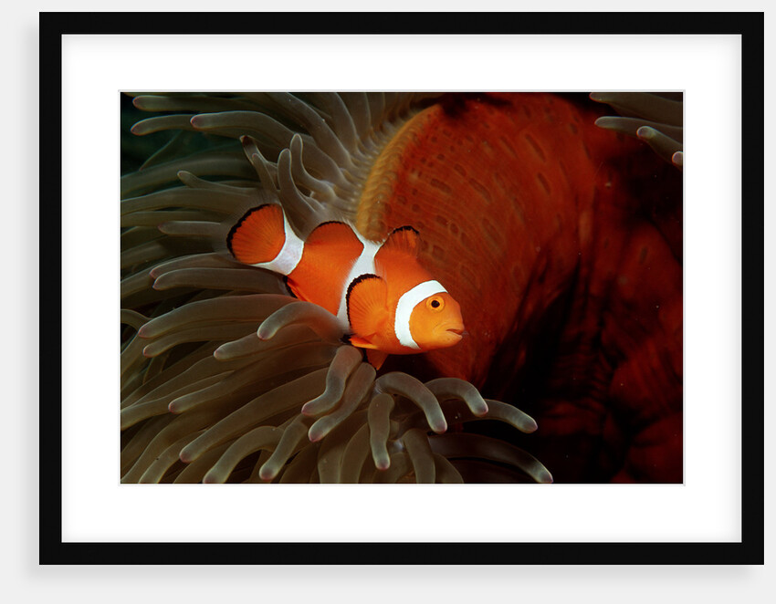 Clown Anemonefish or Clownfish (Amphiprion ocellaris) in a Sea Anemone by Anonymous