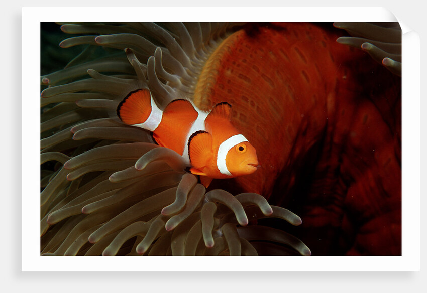 Clown Anemonefish or Clownfish (Amphiprion ocellaris) in a Sea Anemone by Anonymous