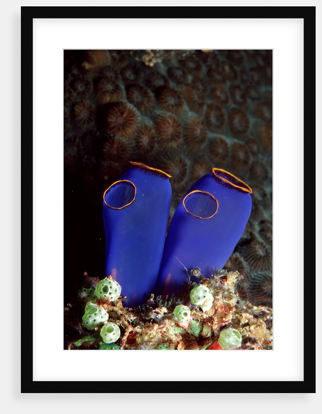 Sea Squirt Tunicates (Ascidia), Pacific Ocean, Panglao Island. by Anonymous