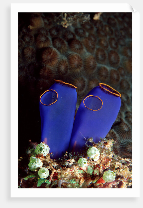 Sea Squirt Tunicates (Ascidia), Pacific Ocean, Panglao Island. by Anonymous