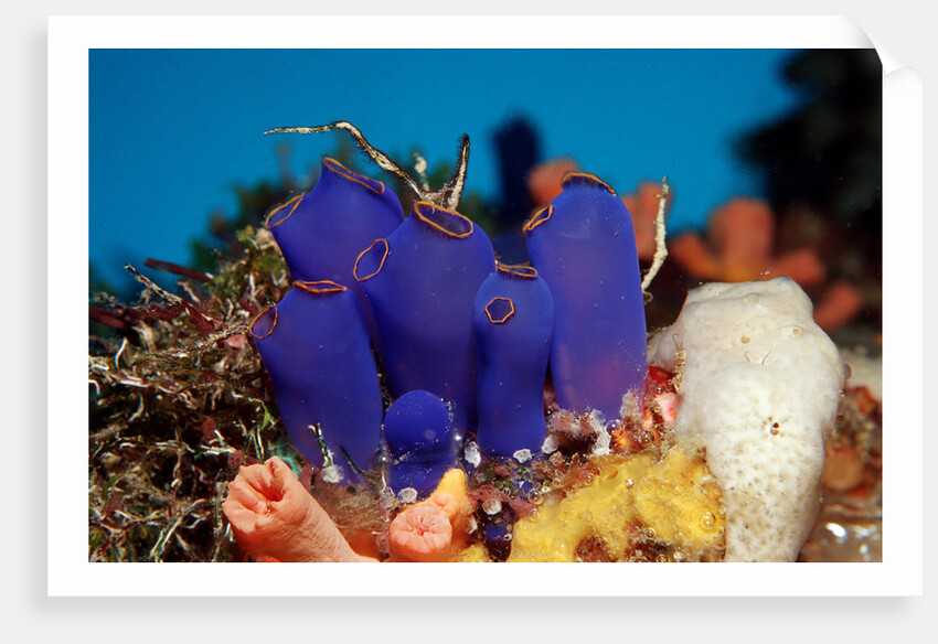 Sea Squirt Tunicates on a Coral reef (Ascidia), Pacific Ocean, Panglao Island. by Anonymous