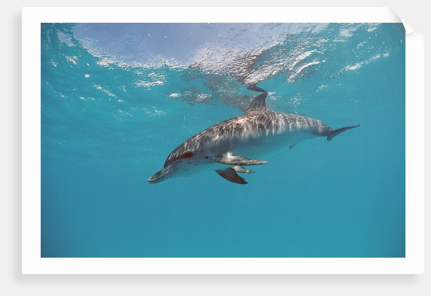 Atlantic spotted dolphin, Stenella frontalis, USA, FL, Florida, Atlantic Ocean by Anonymous