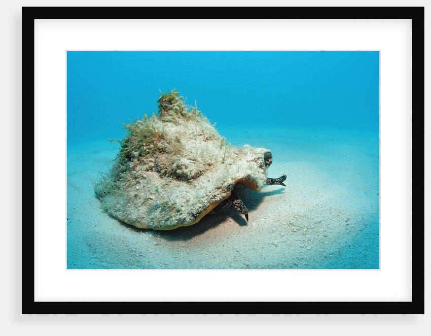 Conch active on the sandy ocean floor (Strombus gigas), Bahamas, Atlantic Ocean.\r\n by Anonymous