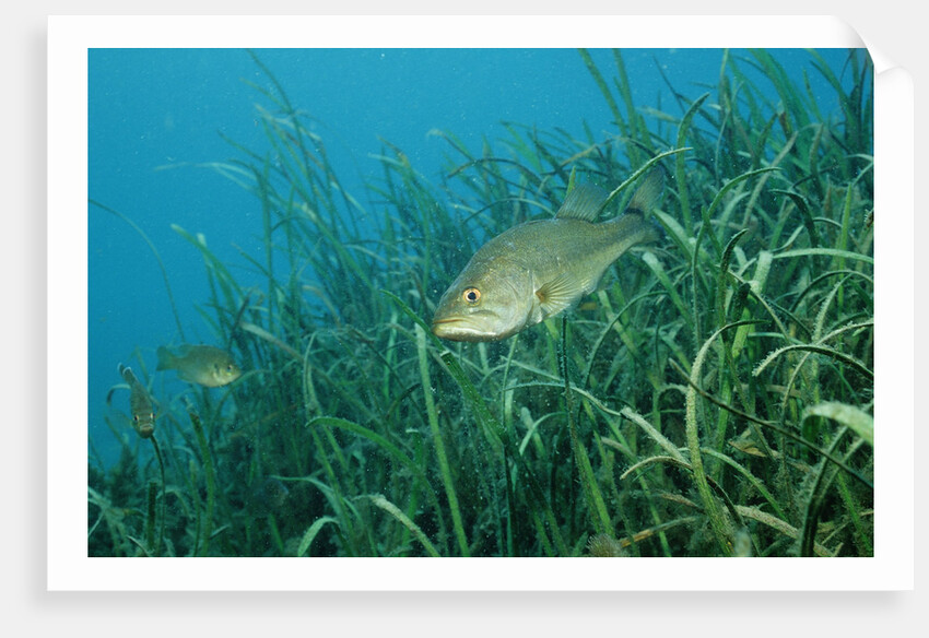 Largemouth bass, Micropterus salmoides, USA, Florida, FL by Anonymous