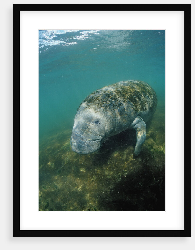 West Indian Manatee, Trichechus manatus latirostris, USA, Florida, FL, Everglades by Anonymous