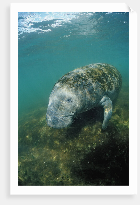 West Indian Manatee, Trichechus manatus latirostris, USA, Florida, FL, Everglades by Anonymous