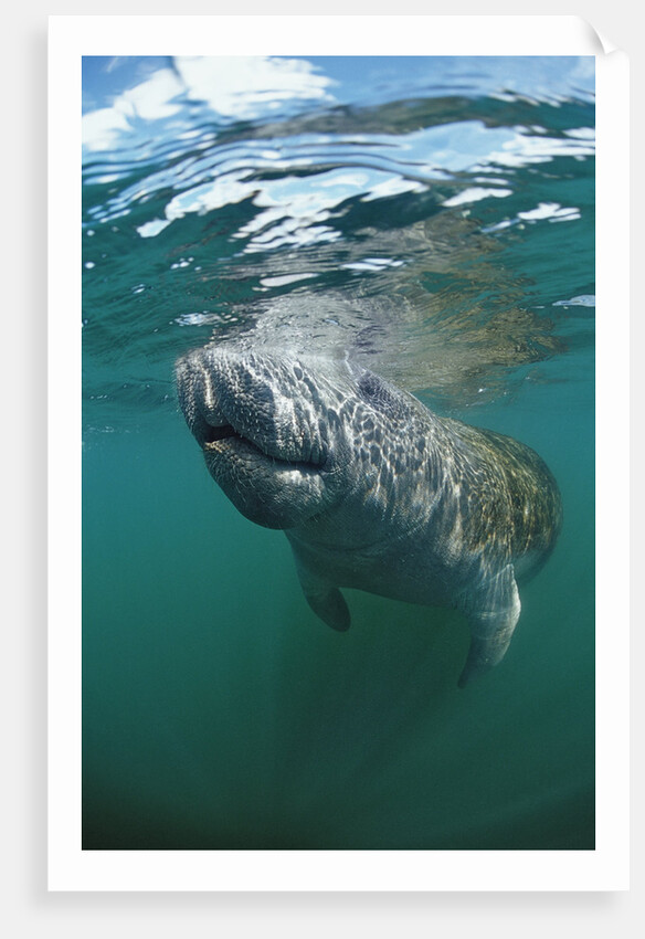West Indian Manatee, Trichechus manatus latirostris, USA, Florida, FL, Everglades by Anonymous