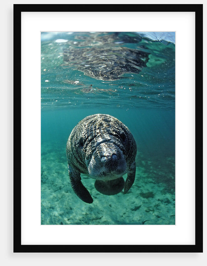 West Indian Manatee, calf, Trichechus manatus latirostris, USA, Florida, FL, Crystal River by Anonymous