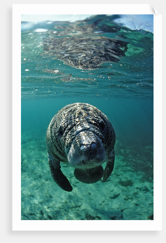 West Indian Manatee, calf, Trichechus manatus latirostris, USA, Florida, FL, Crystal River by Anonymous