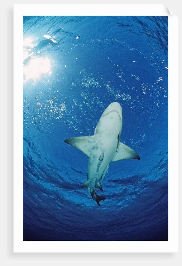 Lemon Shark, Negaprion brevirostris, Bahamas, Grand Bahama Island, Atlantic Ocean by Anonymous