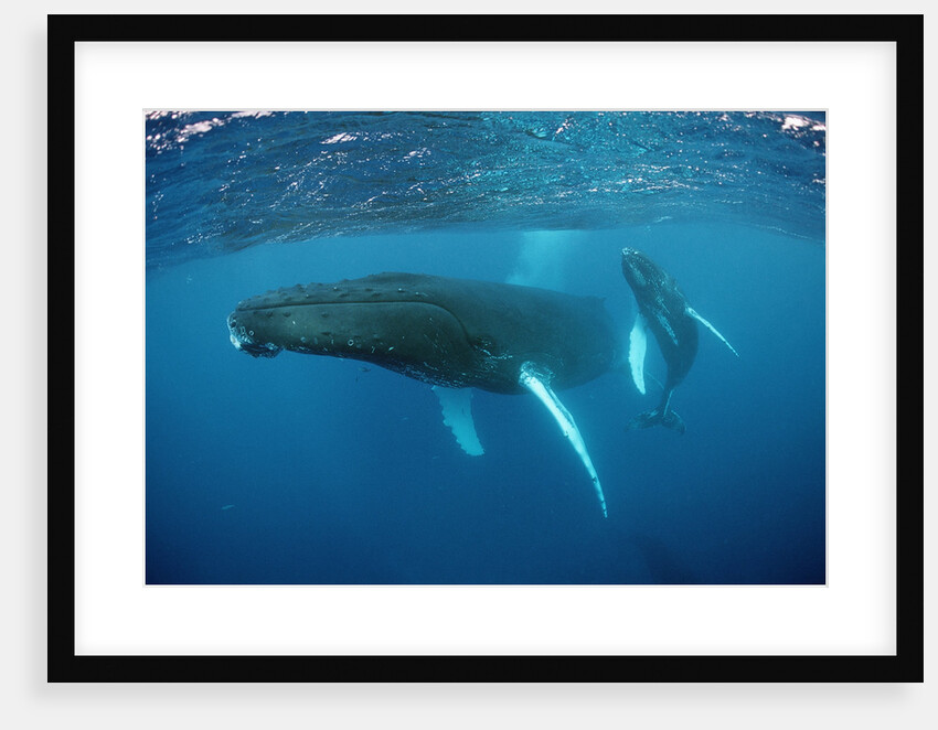 Humpback whale by Anonymous