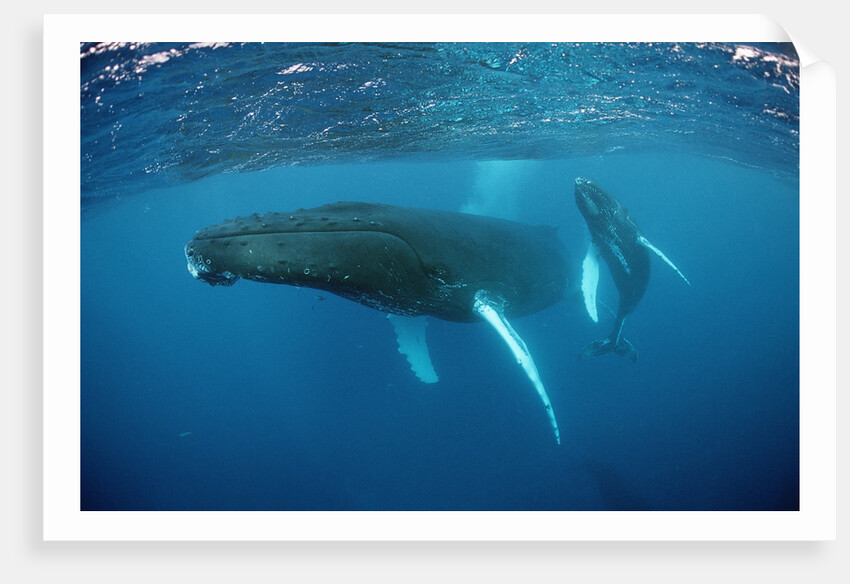 Humpback whale by Anonymous