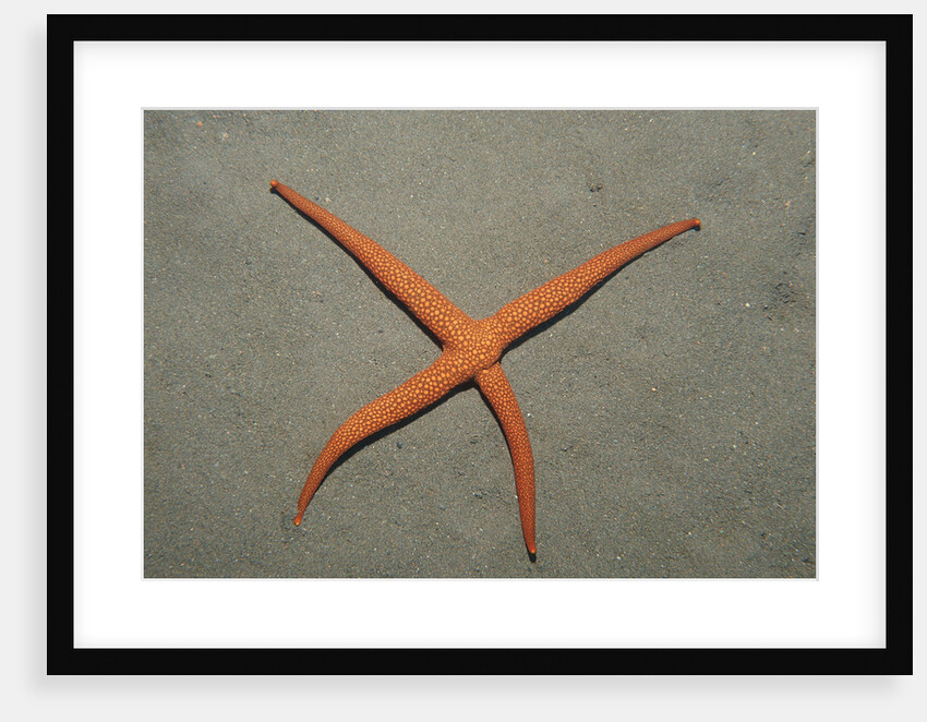 Starfish showing regeneration of injured arm, Asteroidea, Bali, Indian Ocean, Indonesia. by Anonymous