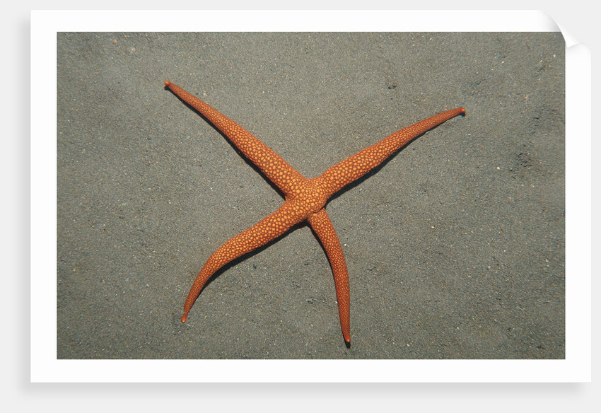 Starfish showing regeneration of injured arm, Asteroidea, Bali, Indian Ocean, Indonesia. by Anonymous