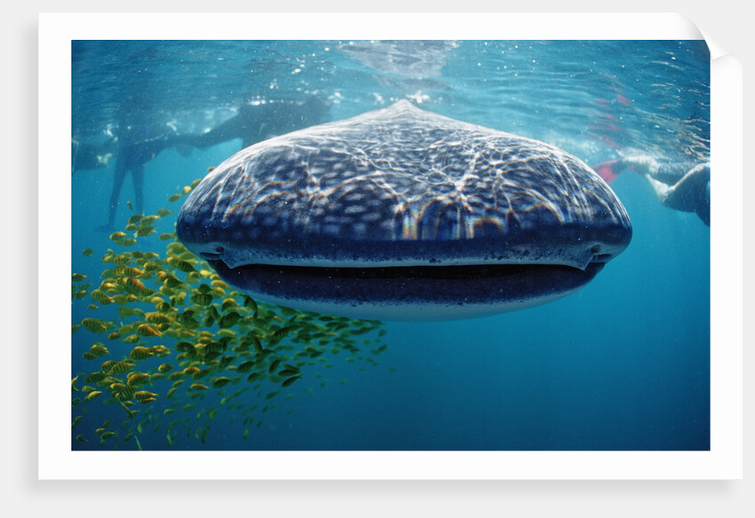 Whale shark, Rhincodon thypus, USA, Haiwaii, Pacific Ocean by Anonymous