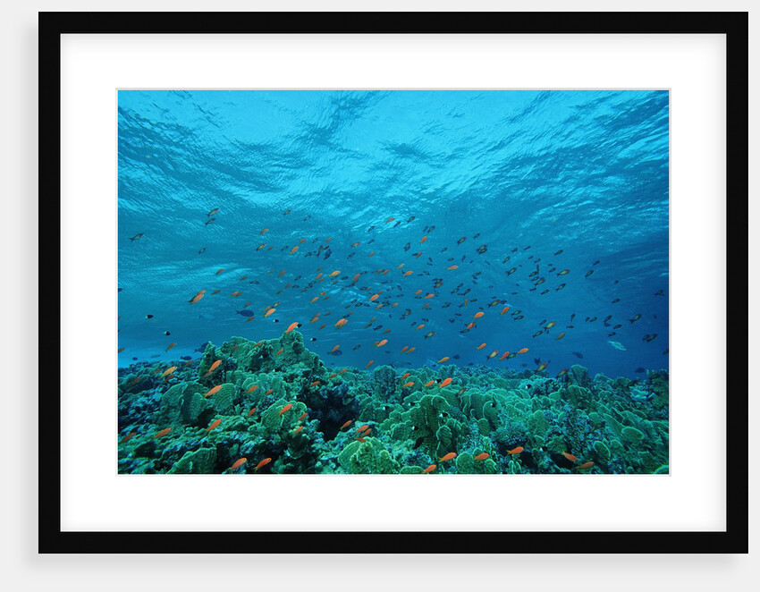 Harem Flag Basslet school above a coral reef (Pseudanthias squamipinnis) by Anonymous