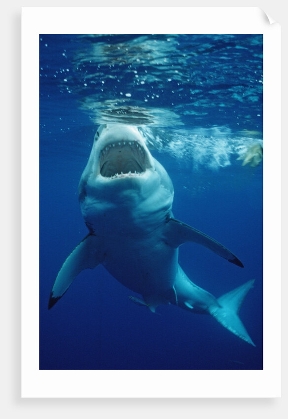 Great White Shark, Carcharodon carcharias, Mexico, Pacific ocean, Guadalupe by Anonymous