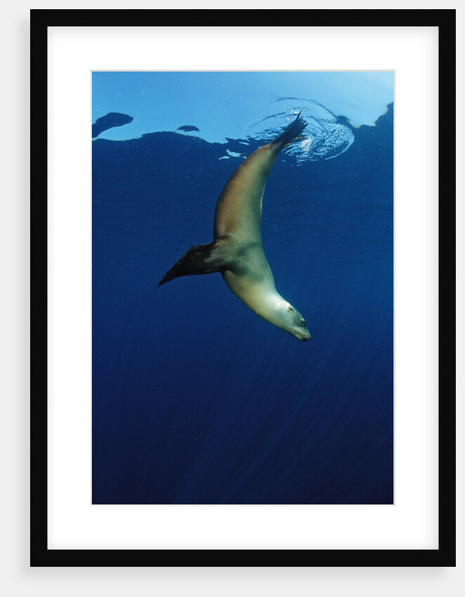 Group of Californian Sea Lion, Zalophus californianus, USA, California, Pacific Ocean by Anonymous