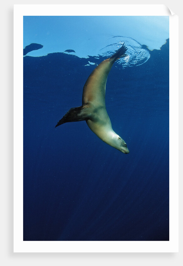 Group of Californian Sea Lion, Zalophus californianus, USA, California, Pacific Ocean by Anonymous