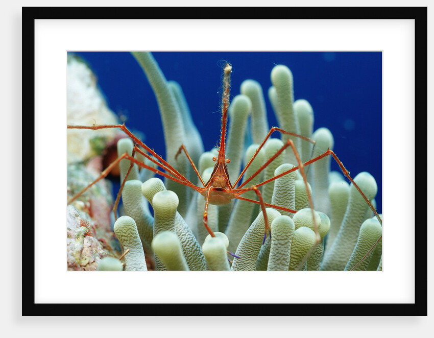 Spider hermit crab, Stenorhynchus seticornis, Netherlands Antilles, Bonaire, Caribbean Sea by Anonymous