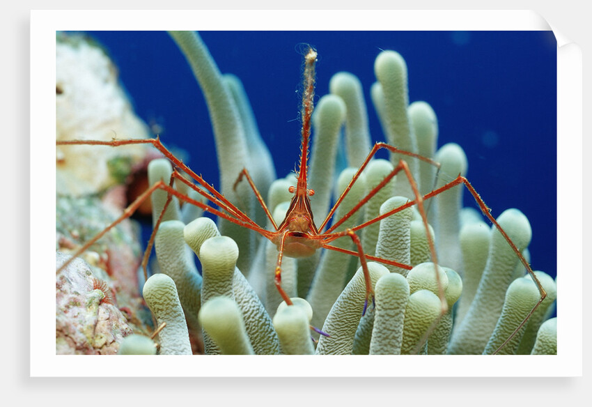 Spider hermit crab, Stenorhynchus seticornis, Netherlands Antilles, Bonaire, Caribbean Sea by Anonymous
