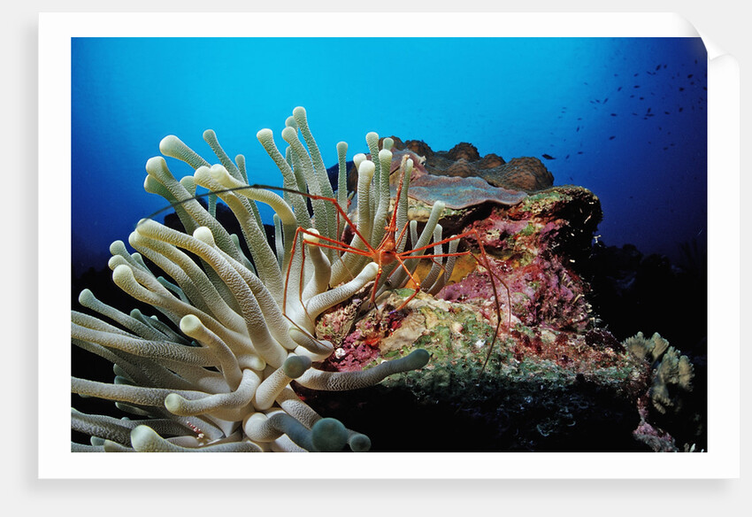 Spider hermit crabs in anemone by Anonymous