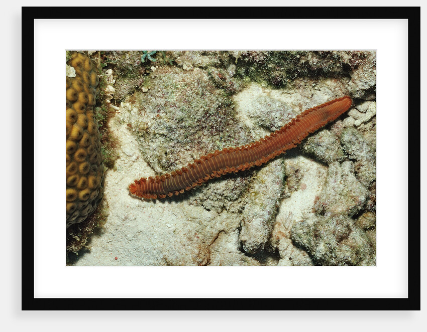 Bearded Fireworm, Hermodice carunculata, Netherlands Antilles, Bonaire, Caribbean Sea by Anonymous