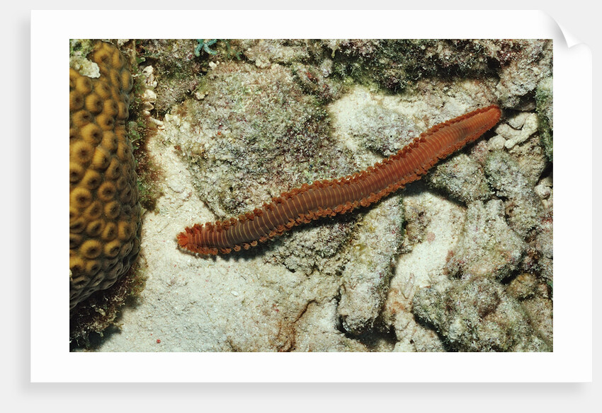Bearded Fireworm, Hermodice carunculata, Netherlands Antilles, Bonaire, Caribbean Sea by Anonymous