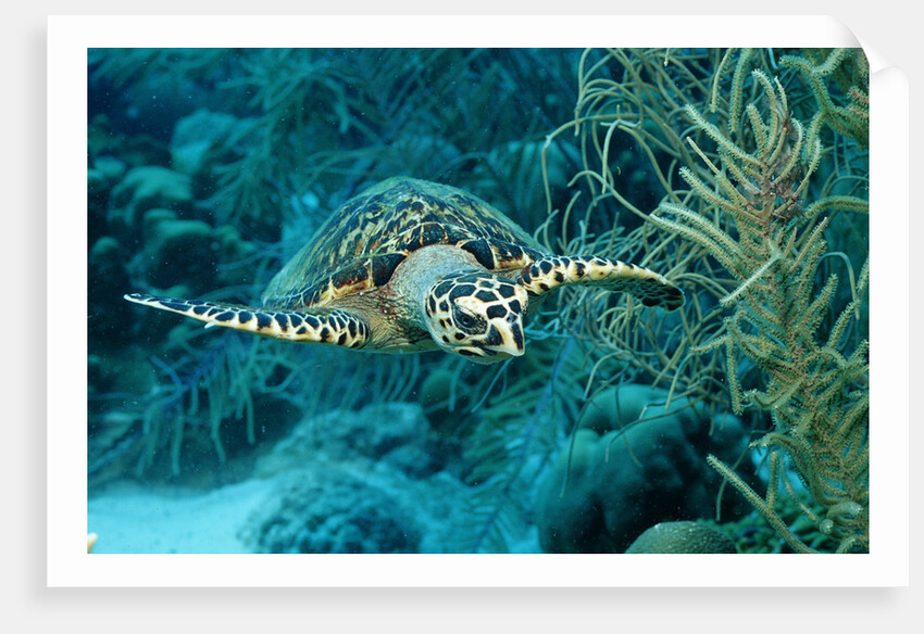 Hawksbill sea turtle, Eretmochelys imbricata, Martinique, French West Indies, Caribbean Sea by Anonymous