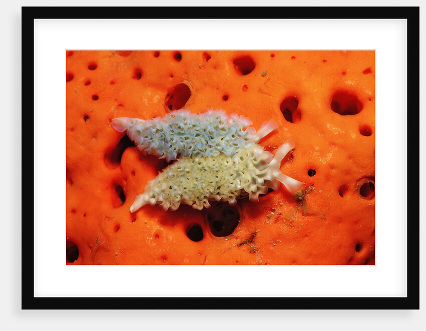 Two Lettuce sea slugs, Tridachia crispata, Saint Lucia, French West Indies, Caribbean Sea by Anonymous