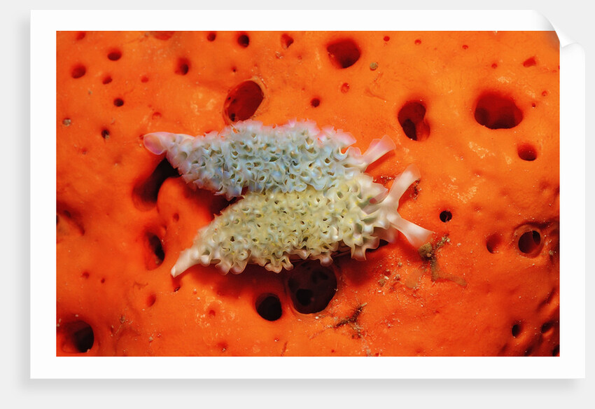 Two Lettuce sea slugs, Tridachia crispata, Saint Lucia, French West Indies, Caribbean Sea by Anonymous