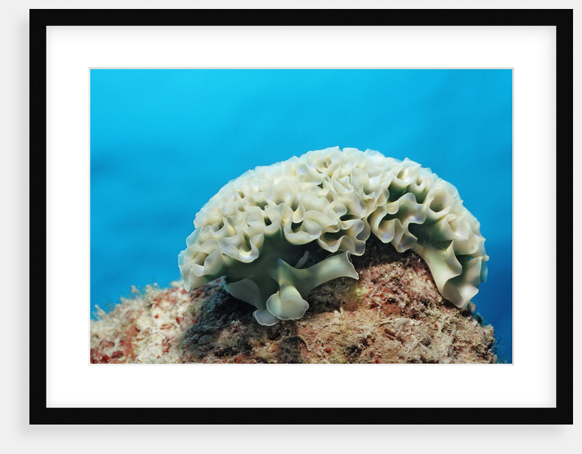 Lettuce sea slug, Tridachia crispata, Netherlands Antilles, Bonaire, Caribbean Sea by Anonymous