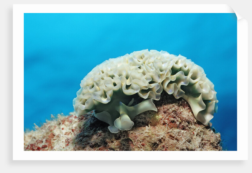 Lettuce sea slug, Tridachia crispata, Netherlands Antilles, Bonaire, Caribbean Sea by Anonymous