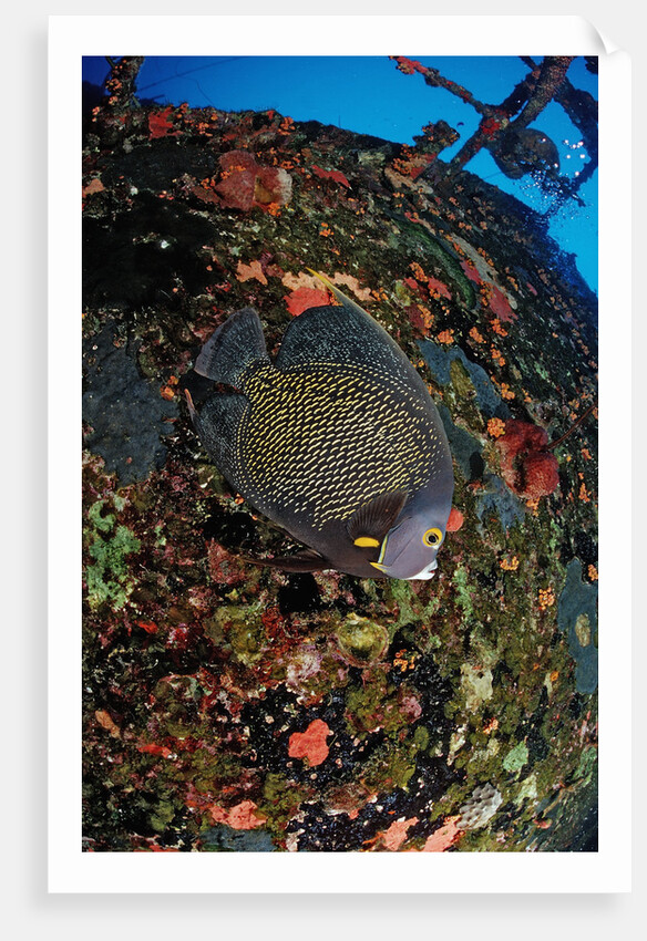 French Angelfish on the Hilma Hooker Ship Wreck by Anonymous